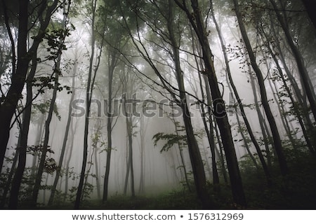 Stockfoto: Autumn Misty Morning Mountain Hill