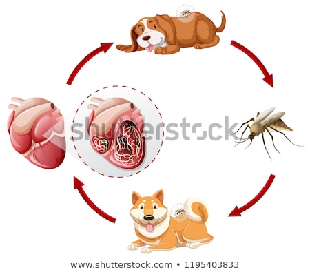 Zdjęcia stock: Heartworm Life Cycle Chart