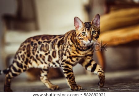 Stok fotoğraf: Young Bengal Cat