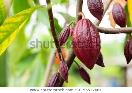 Foto stock: Cacao Tree Theobroma Cacao Organic Cocoa Fruit Pods In Nature