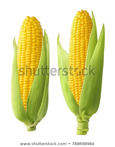 Stock foto: Ears Of Corn