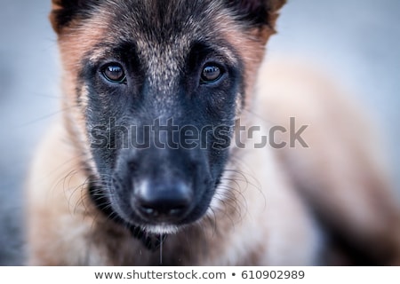 Foto d'archivio: Belgian Shepherd And Puppies