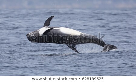 Foto stock: Swimming Dolphins Dorsal Fin