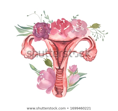 Zdjęcia stock: Uterus