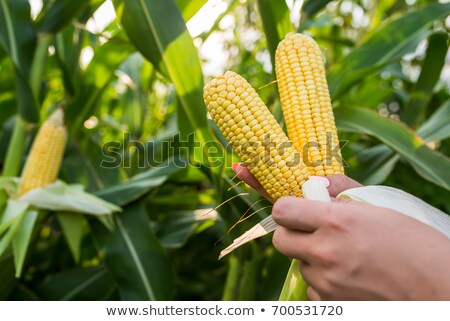 Сток-фото: Hands Holding An Ear Of Ripe Corn