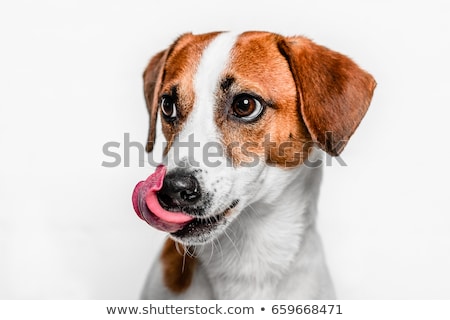 Zdjęcia stock: Dog Licking Tongue Hungry