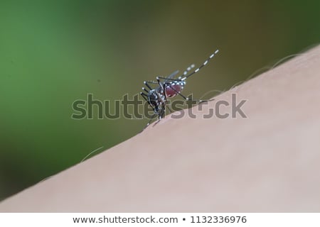 Stockfoto: Brain Blood