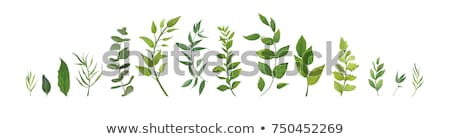 Сток-фото: Green Leaves Set Vector Illustration