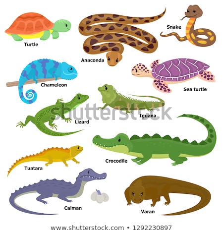 Foto stock: Collection Reptiles And Amphibians Symbols Set