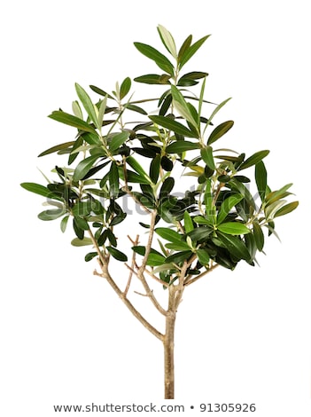 Young Olive Tree Branch 商業照片 © Anterovium