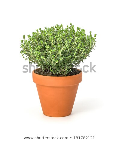 Сток-фото: Thyme Plant In A Clay Pot