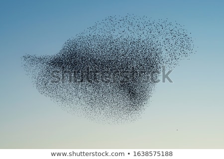 Stock photo: Starling Sturnus Vulgaris