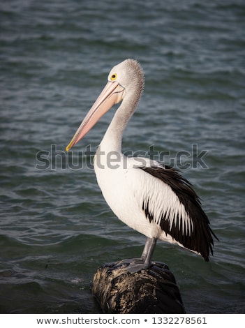 Stock fotó: Australian Pelican Pelecanus Conspicillatus