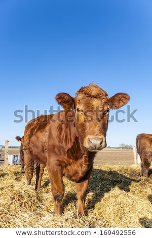 Сток-фото: Friendly Cattle On Straw With Blue Sky