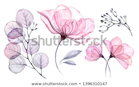 Stock photo: Colourful Flowers