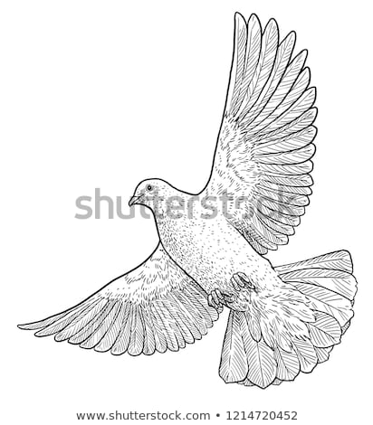 Сток-фото: Pigeon Illustration Drawing Engraving Line Art Realistic Vector