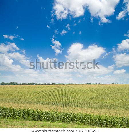 Zdjęcia stock: Maize Crop Field In Perspective