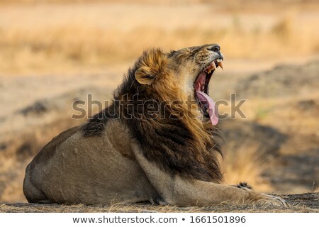 Foto stock: Big Male Lion Yawning In The Grass
