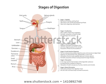Foto stock: Large Intestine Human Anatomy Of Digestive Organs