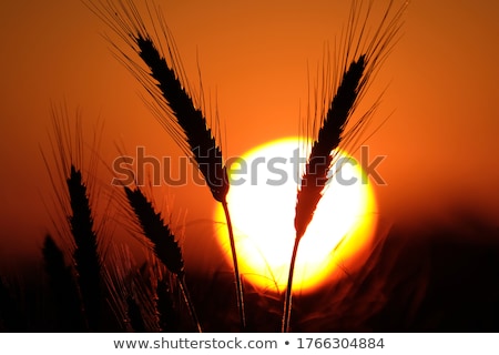 Сток-фото: Silhouette Of Barley Ears In Sunset