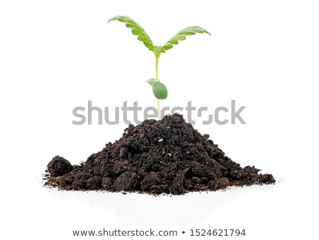 ストックフォト: Cannabis Plant In Soil On White Background