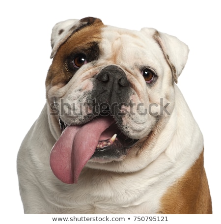[[stock_photo]]: Close Up Of Cute Panting Bulldog Looking Up