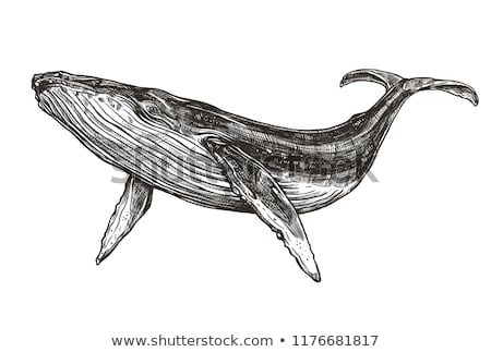 Сток-фото: Vector Illustration Of Whale