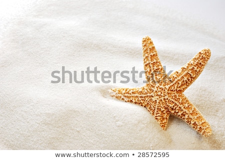 [[stock_photo]]: Beautiful Tropical Fish On The White Sand Beach