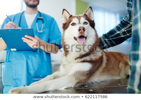 Foto d'archivio: Cute Ill Dog Lying On Table In Clinic