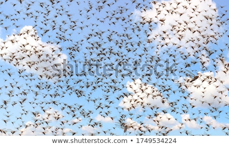 Stock fotó: Grasshopper On Cereal