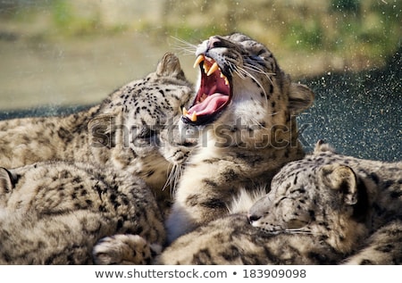 Stock photo: Lying And Sleeping Snow Leopard Irbis Panthera Uncia