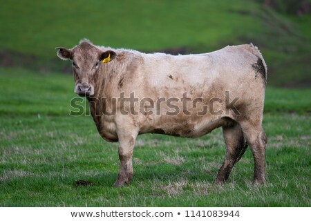 Zdjęcia stock: Australian Beef Cattle Winter Pasture