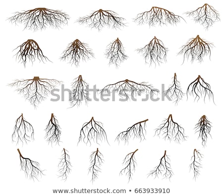 Foto stock: Roots