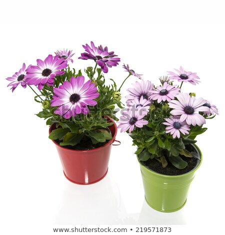 ストックフォト: Spanish Daisy Flowers In Red And Green Bucket