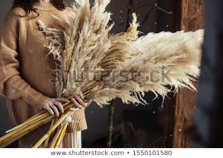 Foto stock: Mix Of Dry Flowers And Plants