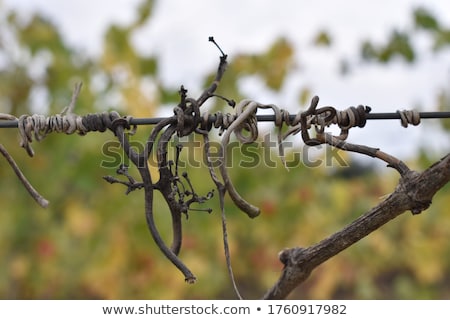 Stock photo: Rusty Wire Composition