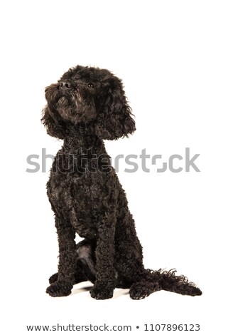 Сток-фото: Side View Of A Black Poodle Looking Up