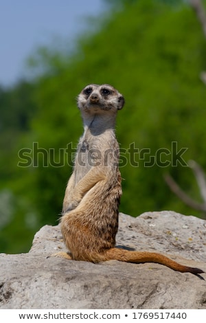 Foto stock: Meerkats Standing On Big Rocks