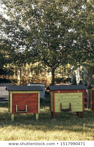 Stok fotoğraf: Apiary With Couple Hives In A Orchard