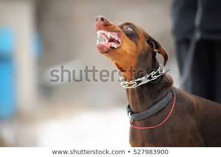 Foto stock: Dangerous Doberman