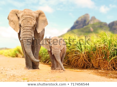 Stock foto: Elephant In Africa