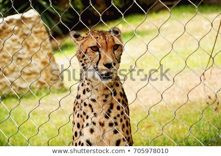 ストックフォト: Cheetah In Captivity