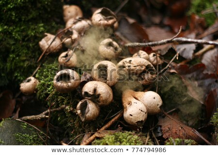 Stockfoto: Puffball Fungus On Moss