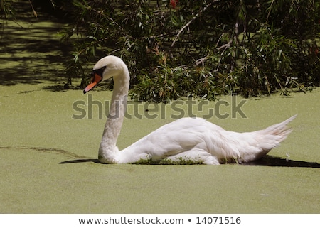 Сток-фото: Green Water Algae At Bird Sanctuary Lake