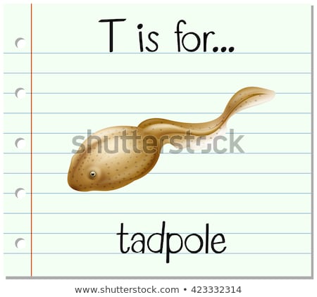 Foto stock: Flashcard Letter T Is For Tadpole