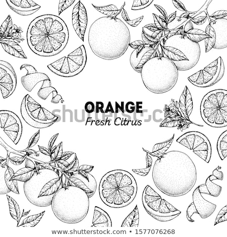 Zdjęcia stock: Illustration Of Orange Fruit With Flower Leaf Slice Black Ink Isolated On White Background