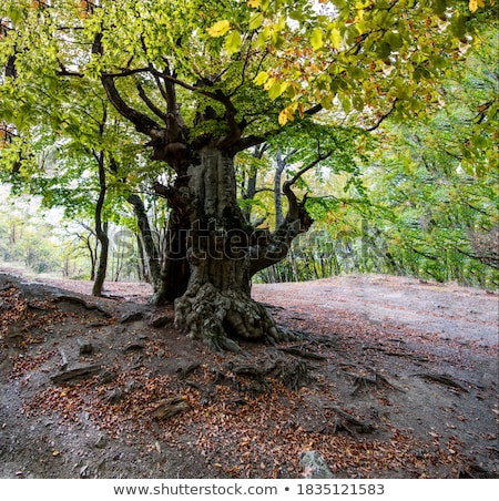 Stock photo: Beech Forest