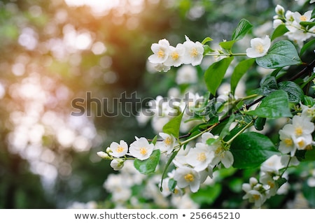 Zdjęcia stock: Jasmine Flowers In The Bush