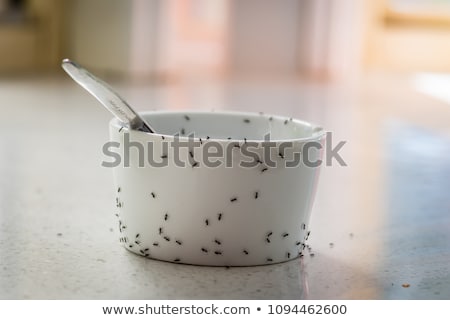 [[stock_photo]]: Sandwich And Ants