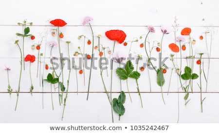 Stock photo: Grunge Frames With Beautiful Bunch Of Daisy And Poppy For Design